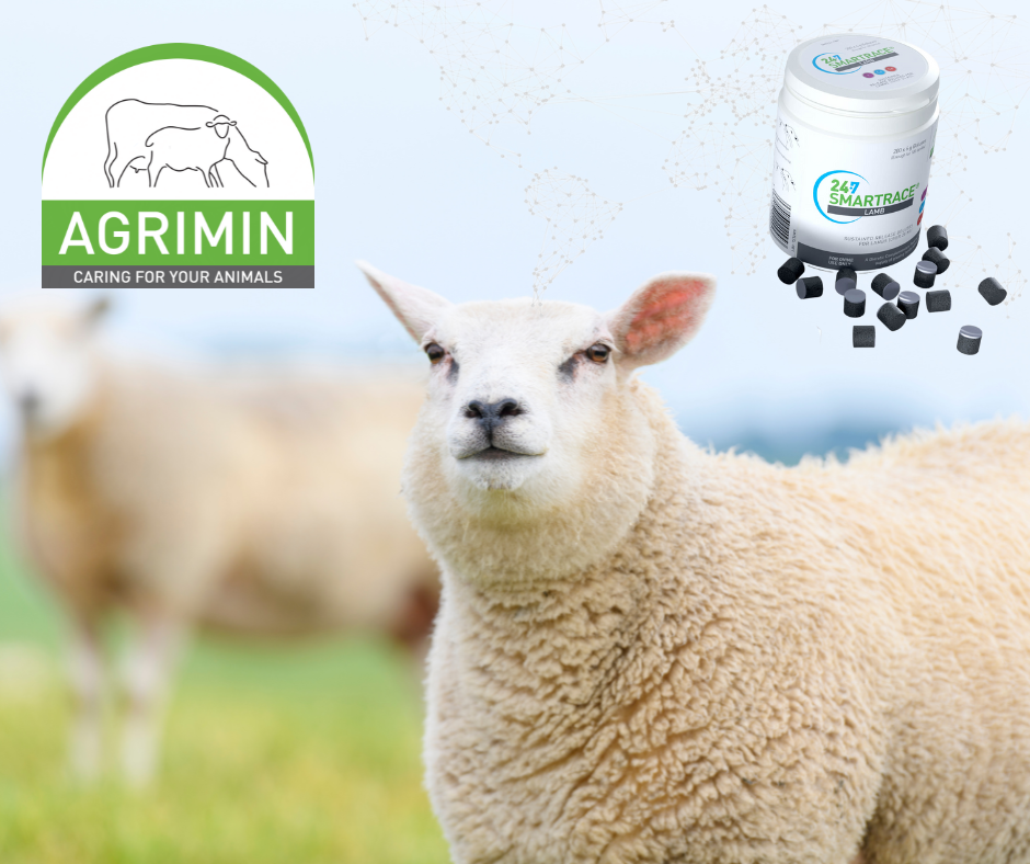 How to choose the right trace element supplements for weaning lambs